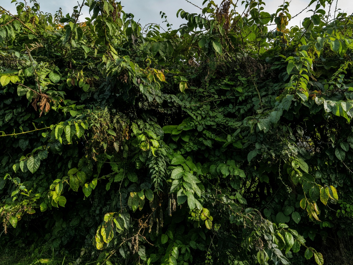 Overgrown hedge before trimming